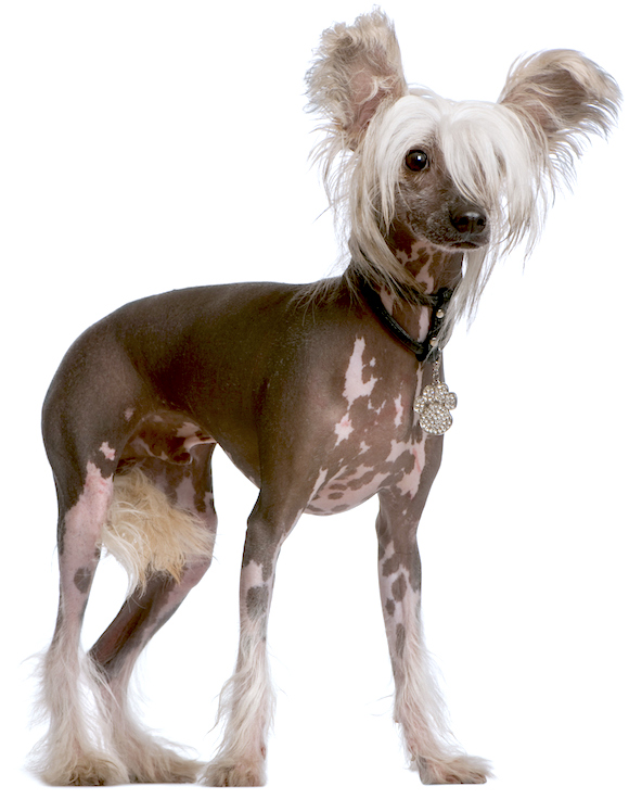 crested chinese hairless dog