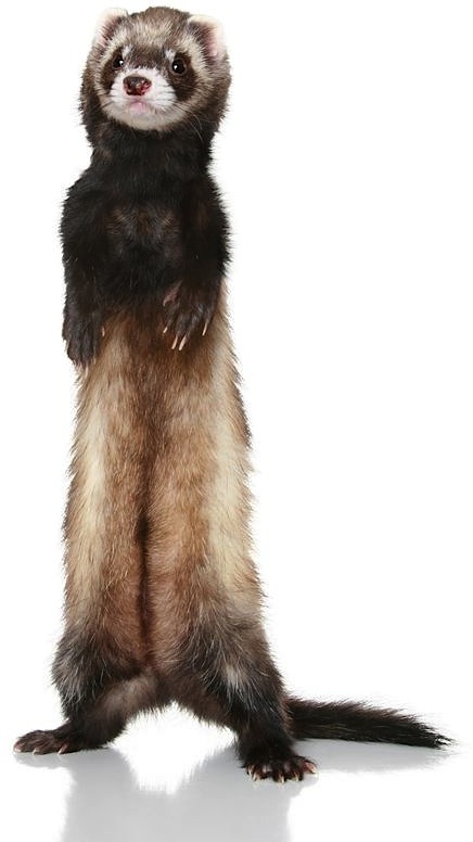 Ferret standing up