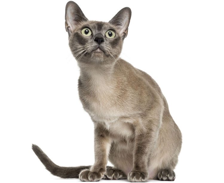 Tonkinese Cats Tonkinese Cats