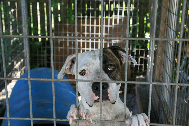 groups-shutting-down-puppy-mills