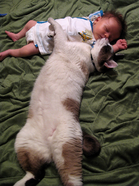 newborn and cats