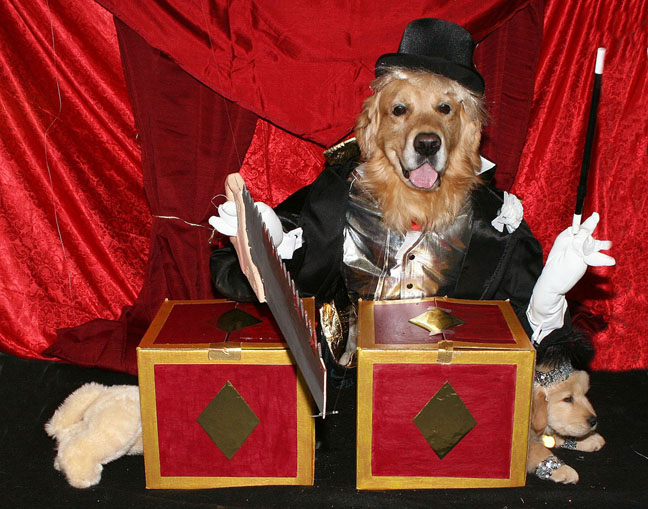 dog magician costume