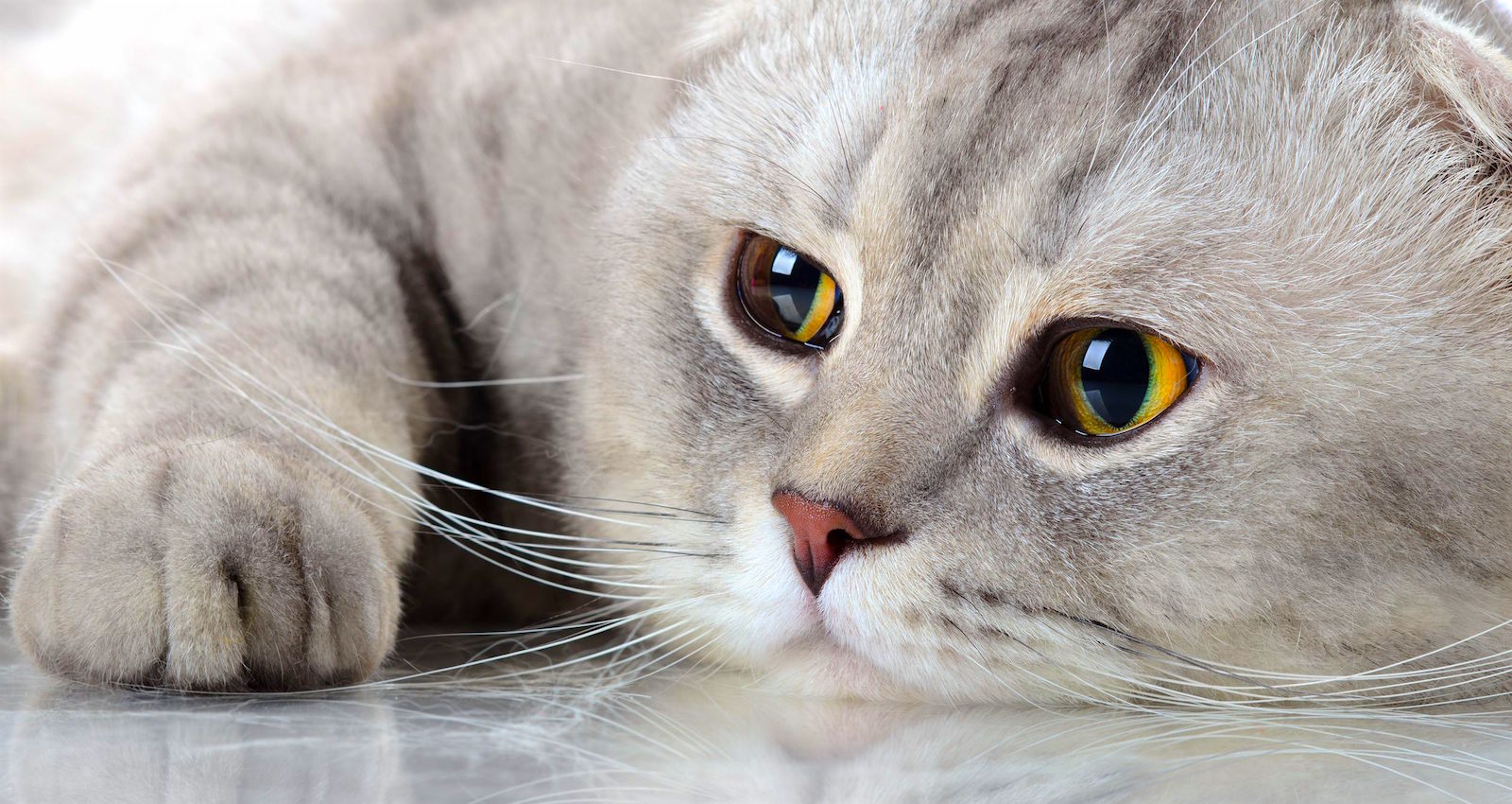 Scottish Fold Color Chart