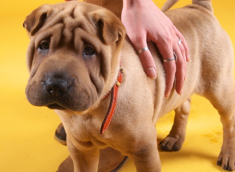 5 Things to Know About the Shar-Pei - Petful