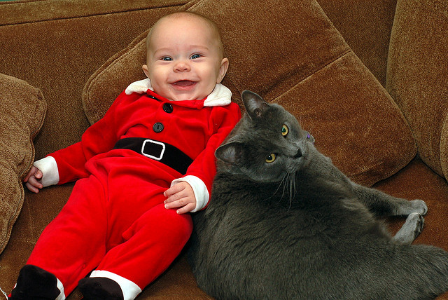 prepare-cat-for-baby