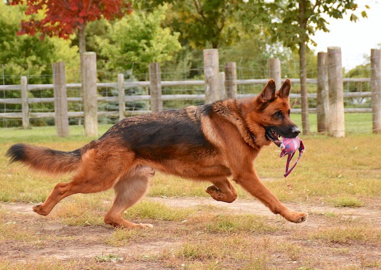 are german shepherd good pets