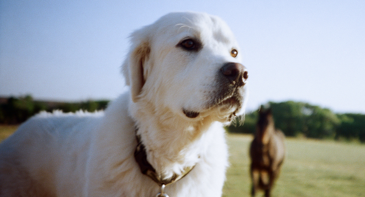 Great Pyrenees Breed Profile: Essential Facts