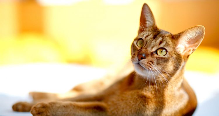 Abyssinian cats