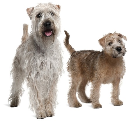 wheaten terrier grooming cuts