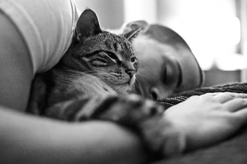 cats as emotional support animals