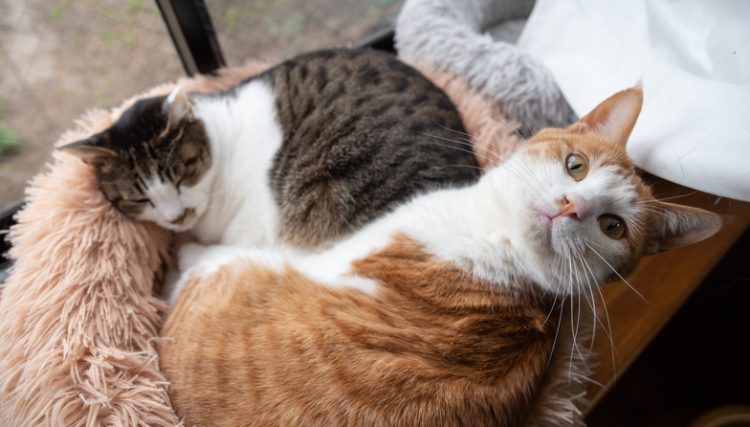 Do cats know when another cat is dying? Their reactions can range from erratic to completely indifferent.