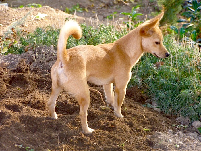 Breed Profile: Portuguese Podengo Pequeno - Petful