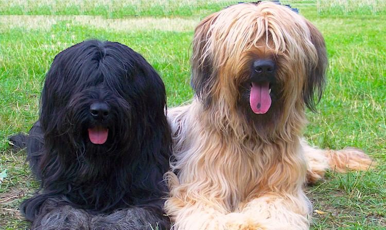 briard dog