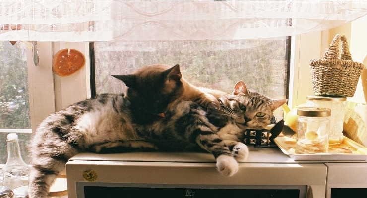 Can Cats Tell When Another Cat Is Sick or Dying? Can Cats Tell When Another Cat Is Sick or Dying?