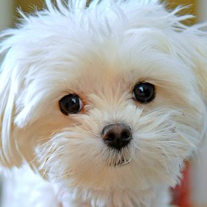 maltese breed profile