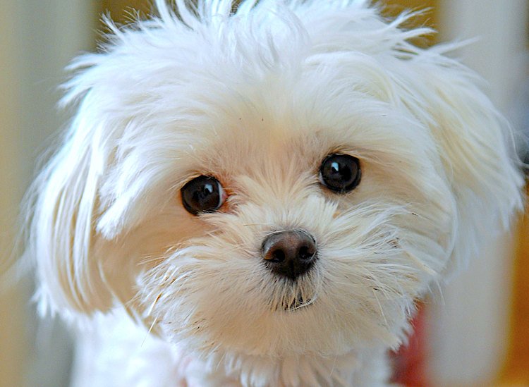 maltese breed profile