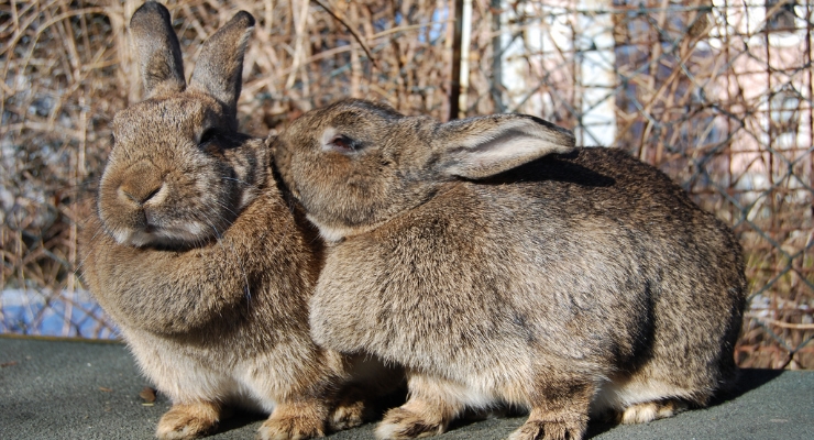 Rabbits can be great pets with proper care. By:
