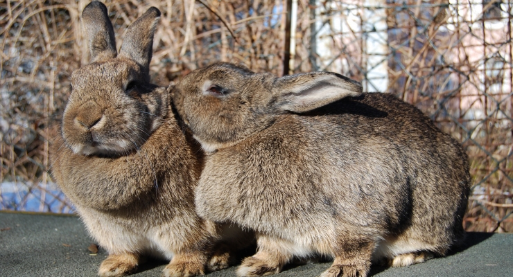 Rabbits can be great pets with proper care. By: 