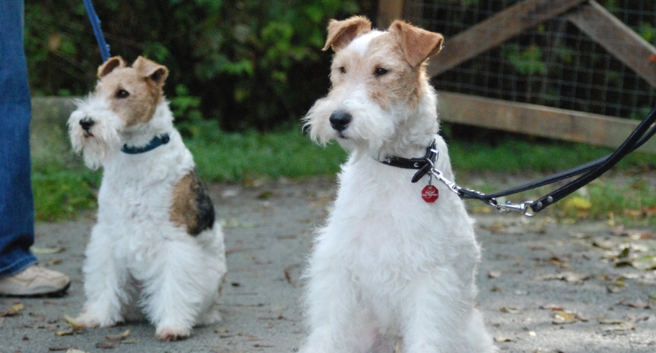 Breed Profile: Wire Fox Terrier - Petful