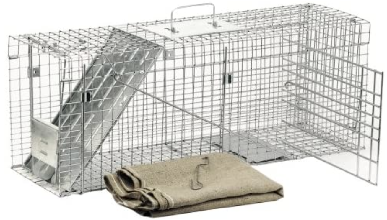 How to Catch a Stray Cat Without a Trap