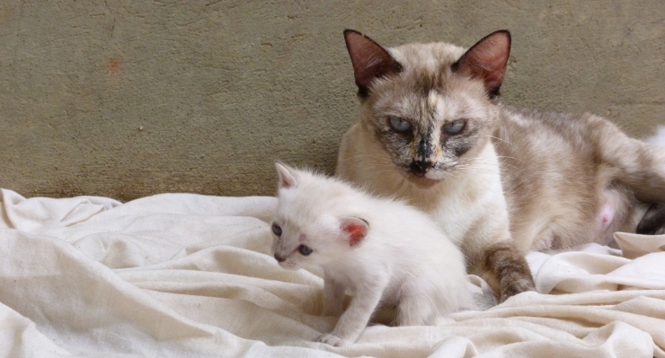 Cat refuses to feed her kittens