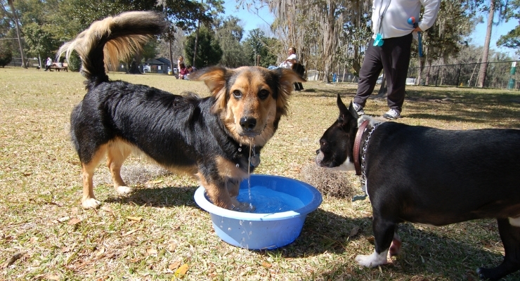 Dog Might Have a Urinary Tract Infection Dog Might Have a Urinary Tract Infection
