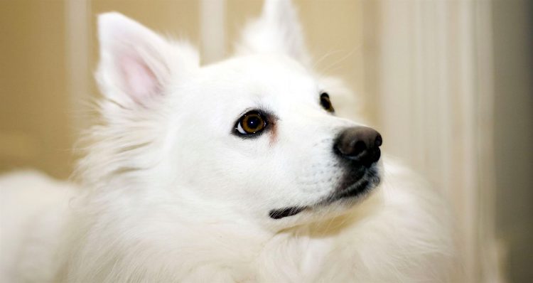 male american eskimo