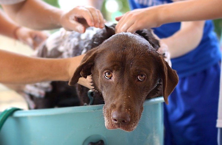 what does dog lice look like