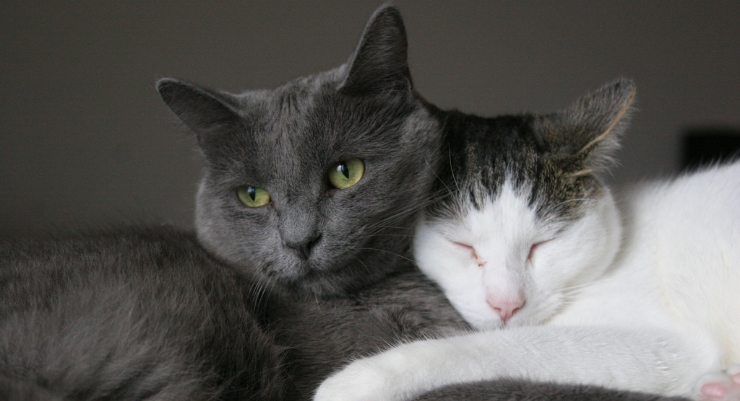 How do you know if your cat loves you? By: tinny