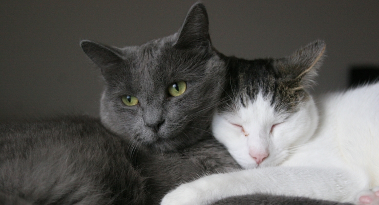How Do I Know If My Cat Loves Me How Do I Know If My Cat Loves Me