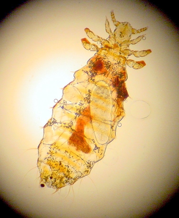 how long can dog lice survive without a host