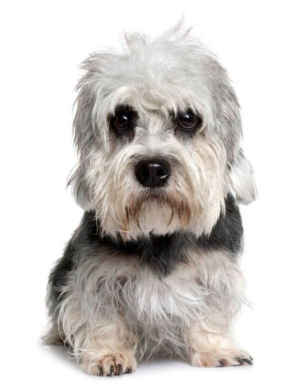 5 Things to Know About Dandie Dinmont Terriers