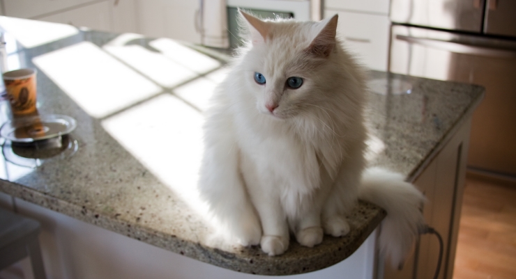 Is your cat a kitchen magnet? By: helenadagmar