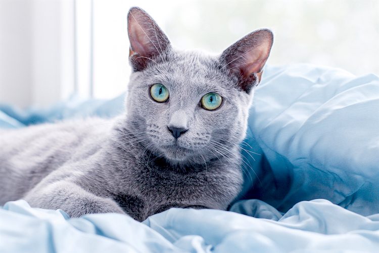 russian blue indoor cat