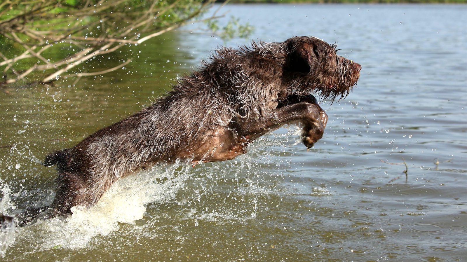 5 Things To Know About The Spinone Italiano