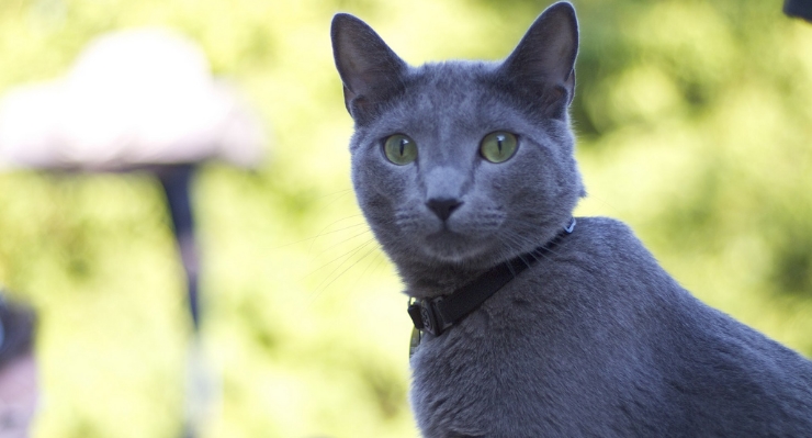 Russian blue cats have vivid green eyes. By: dstrelau