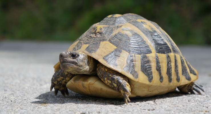 How to Tell the Gender of a Turtle