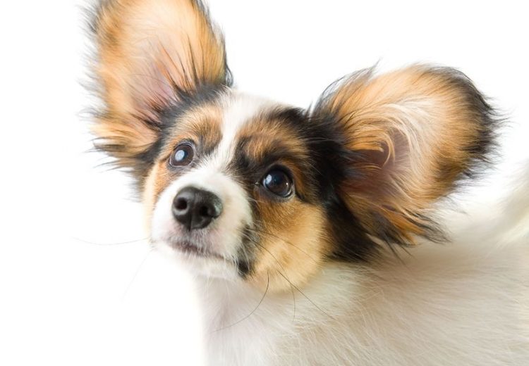 Papillons are small, active dogs.