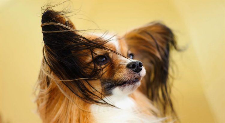 Papillon breed profile