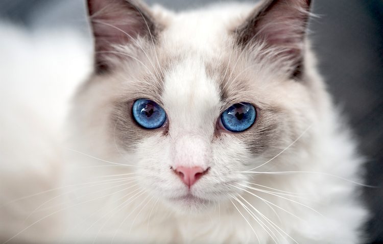 about ragdoll cats