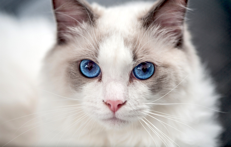 5 Things to Know About Ragdolls - Petful
