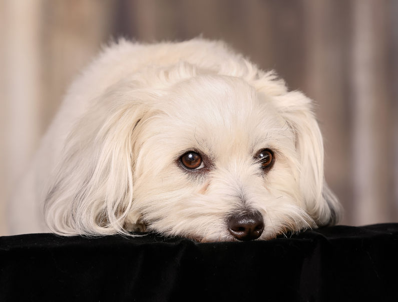 5 Things to Know About the Coton de Tulear - Petful