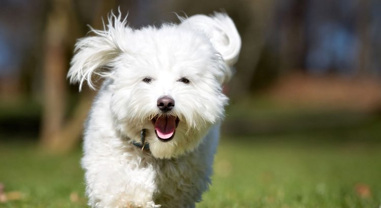 small white french dog breeds