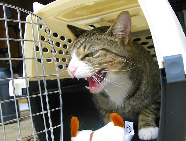 How to get cat used to carrier online