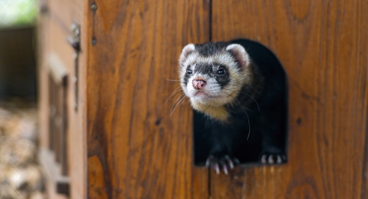 Ferret scratching on sale post