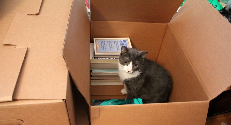 Moving is often stressful for cats. By: quinn.anya