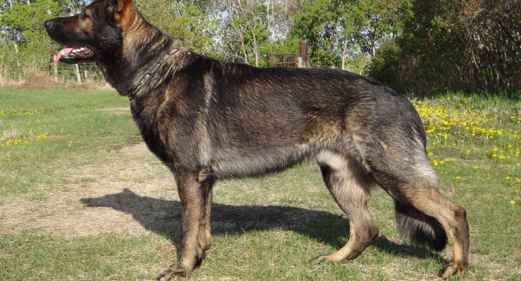 german shepherd back legs not working