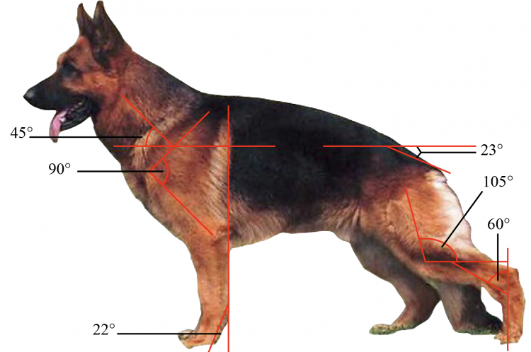 Why Do the Back Legs of a German Shepherd Look Bent?