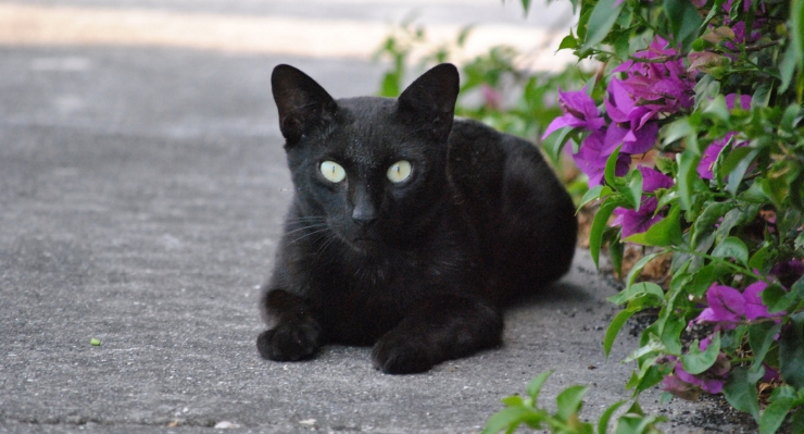 Ignore black cat superstitions. By: NayyarPhotography