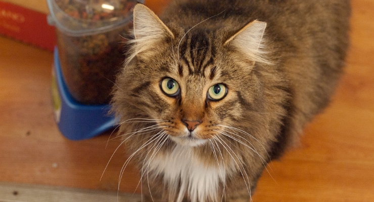 Older cats can have dementia. By: DDFic